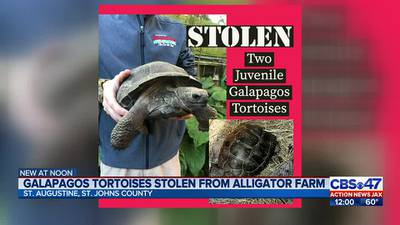 Tortoises stolen from the St. Augustine Alligator Farm