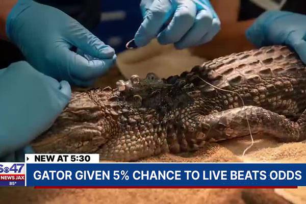 Gator given 5% chance to live beats odds