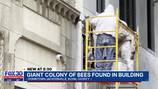 ‘Aggressive’ bee colony plaguing The Florida Theatre rehomed