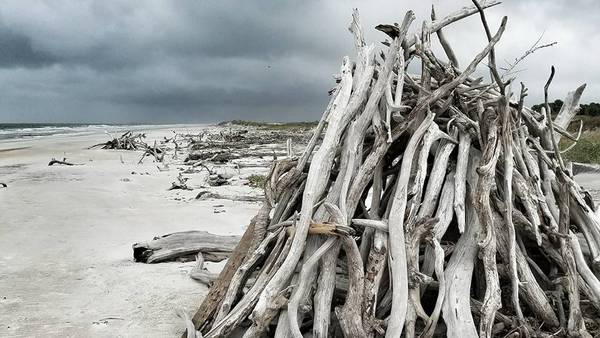 Volunteers needed for cleanup on Little Talbot Island