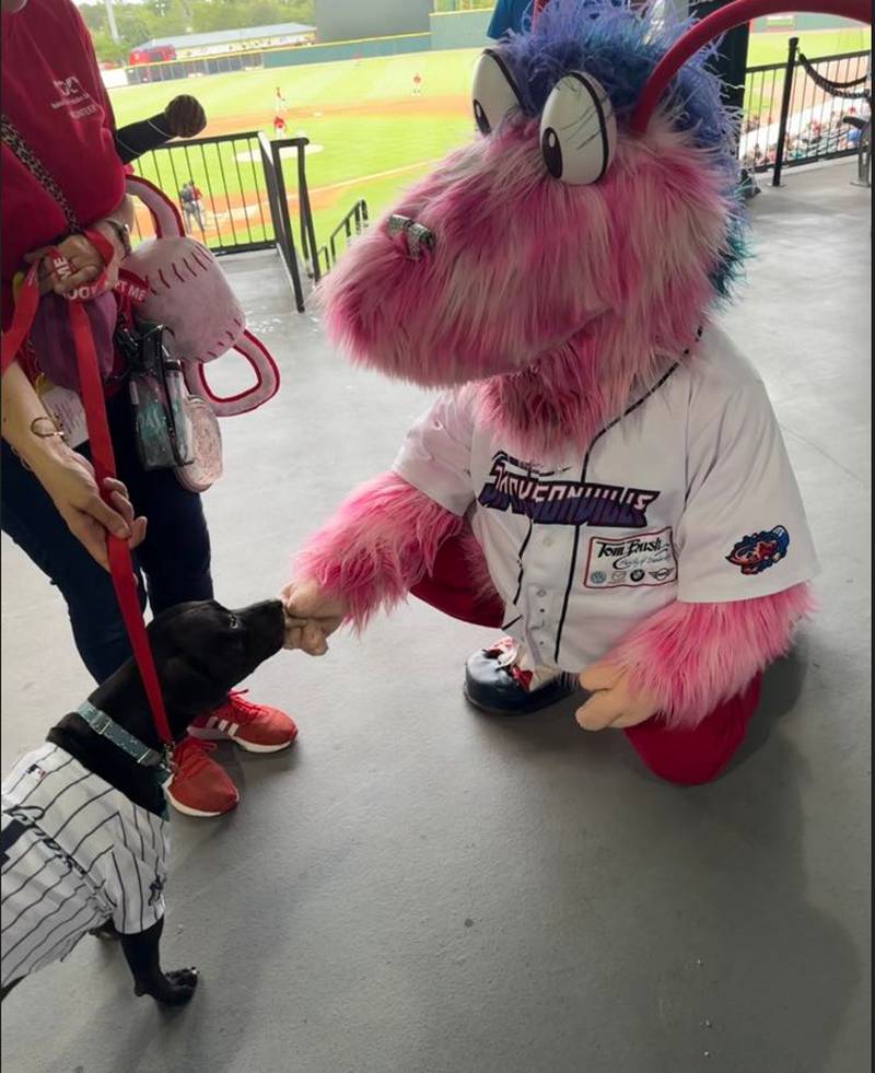 A Yankees fan and Scampi become friends.