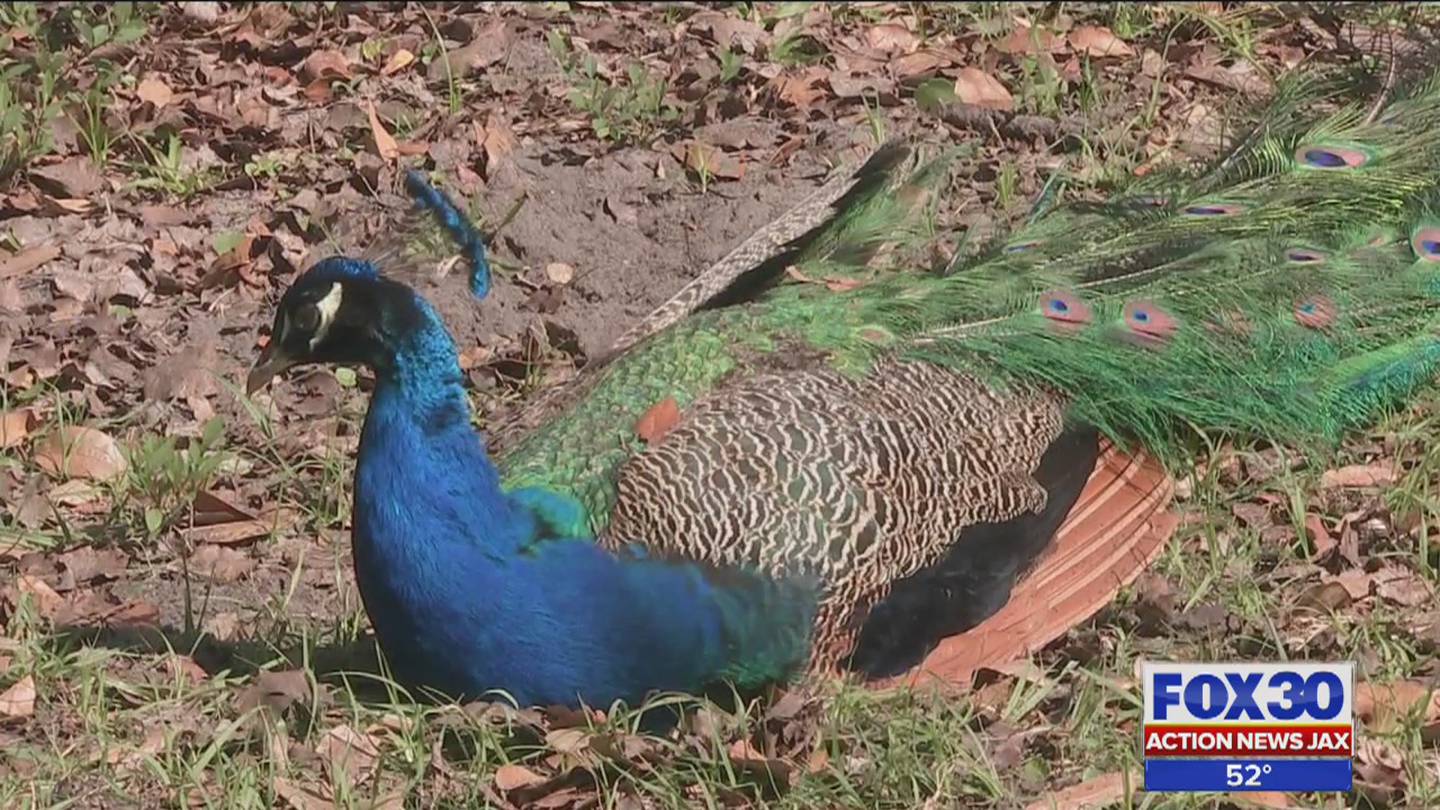 Peacocks Shot Killed In Fernandina Beach Action News Jax 4787