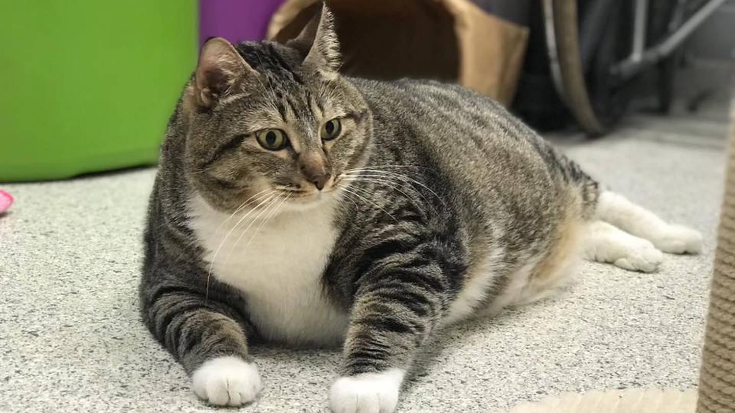 Жирная кошка