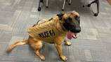 K9 receives a bullet and stab protected vest