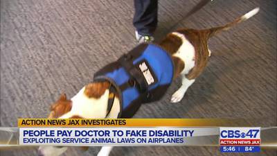 Fake service animals: 'Like parking in handicap spot when you're not'