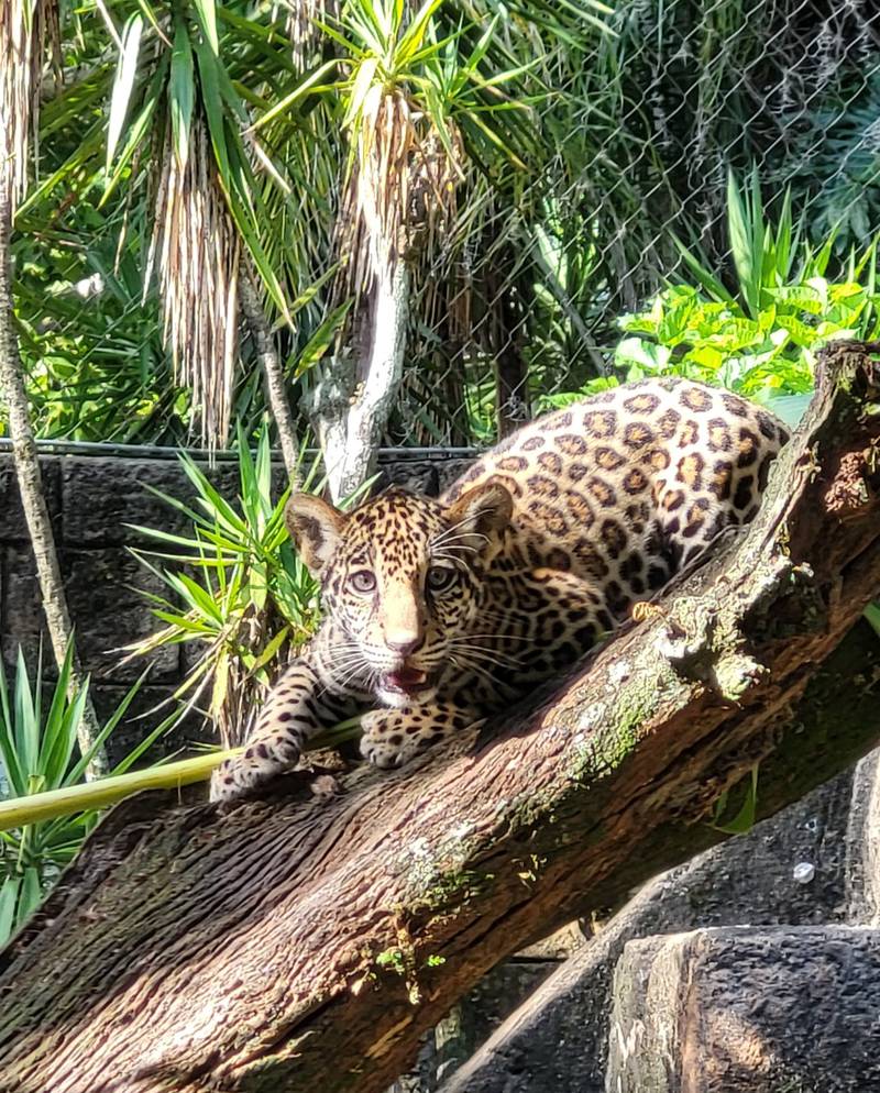 Banks the jaguar is celebrating his first birthday at Jacksonville Zoo and Gardens.