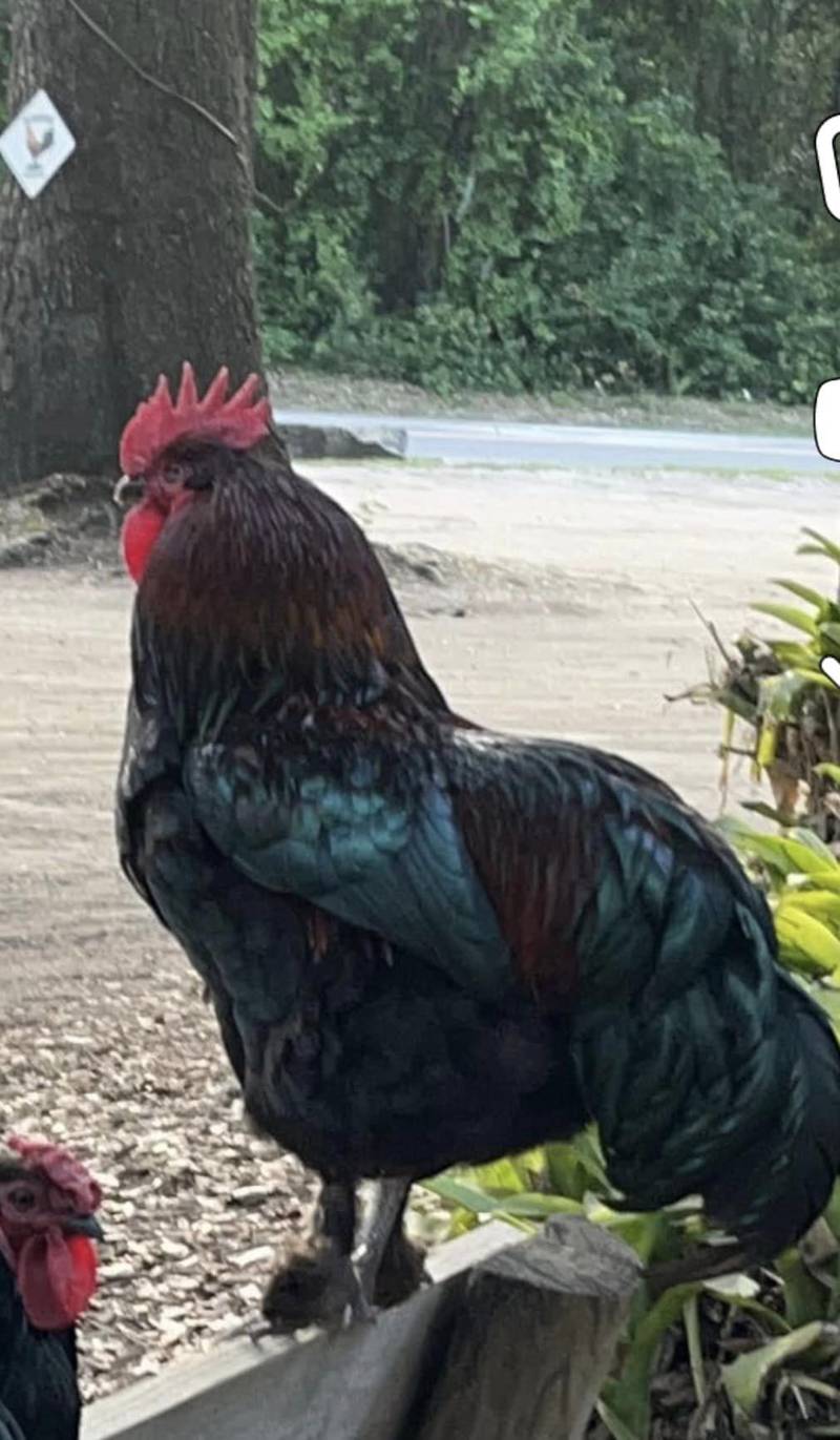 Woodpeckers Backyard BBQ is asking for the safe return of it's beloved rooster.