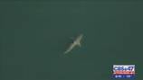 Great White shark spotted near Atlantic Beach