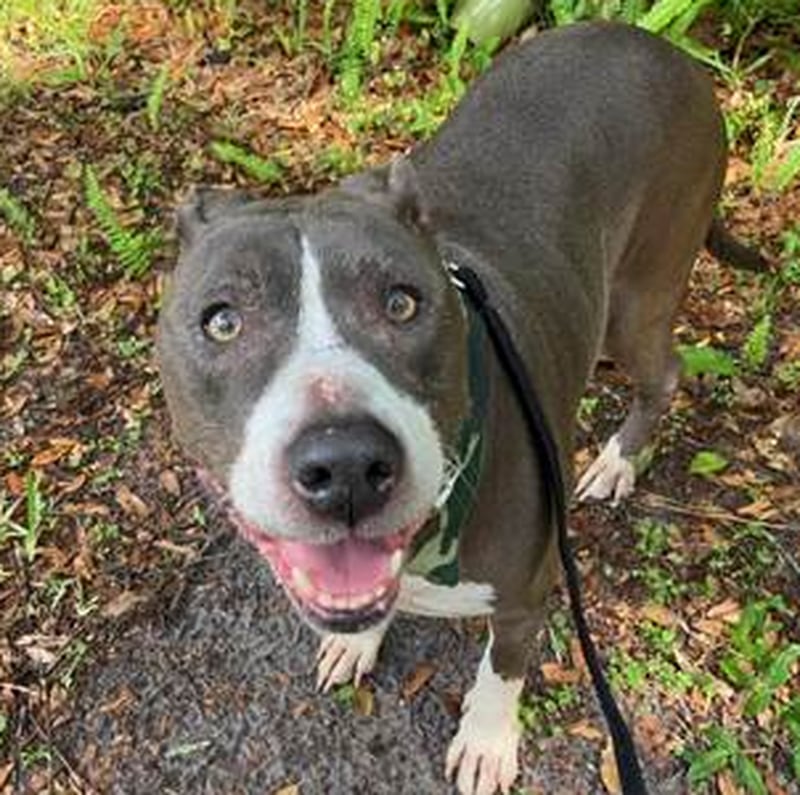 (Jacksonville Humane Society)