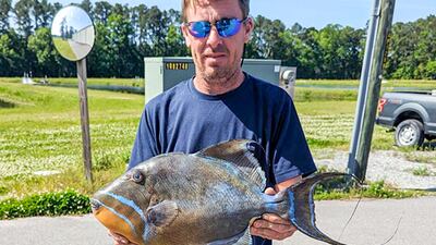 Georgia state record set in first Queen Triggerfish catch on the books