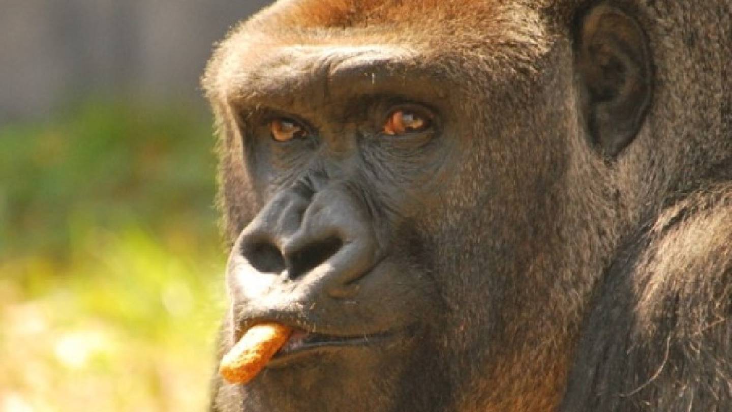 Jacksonville Zoo and Gardens announces death of Lash the silverback gorilla