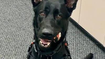 Fernandina Beach Police Department gets new K9 officer