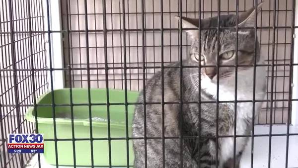 Nassau Humane Society faces serious overpopulation