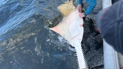 First sawfish in 16 years of surveying caught, tagged, and released in St. Marys River