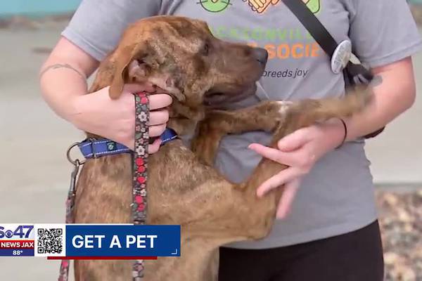 Get a Pet: Meet Rolo