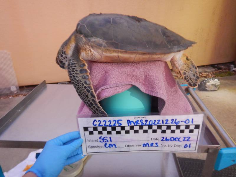 Cold-stunned sea turtle found on St. Simons Island being treated at Georgia Sea Turtle Center
