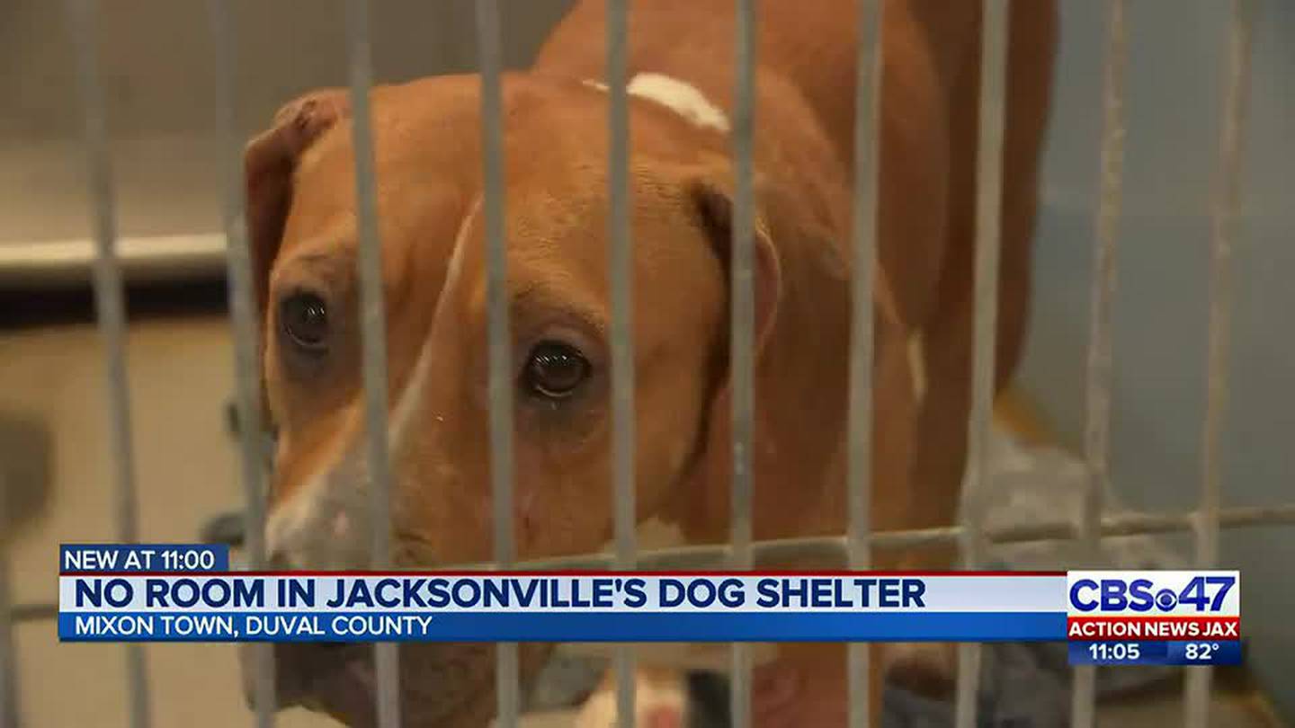 S.A.F.E. Pet Rescue is back with another heart warming adoption event –  Action News Jax