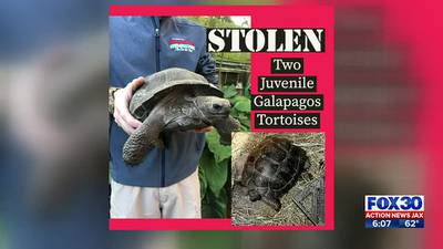 ‘Grant Theft Toroise’: St. Augustine Alligator Farm says two endangered tortoises stolen from park