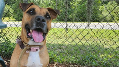 Clay County Animal Services maintains no-kill status