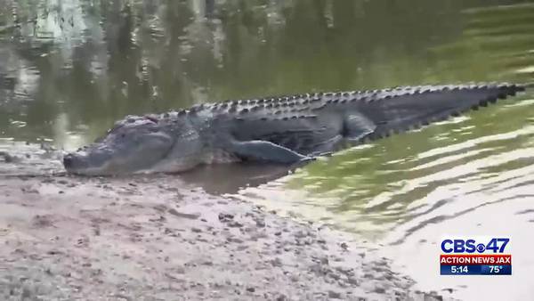 FWC captures nearly 10-foot alligator at Moncrief school