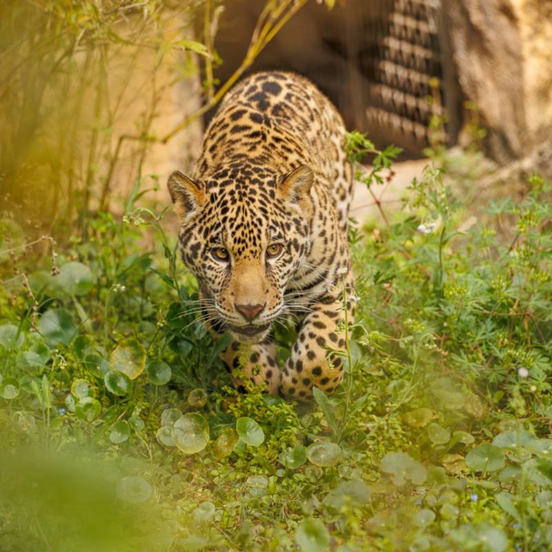 Doing the jaguar walk through the grass and weeds.
