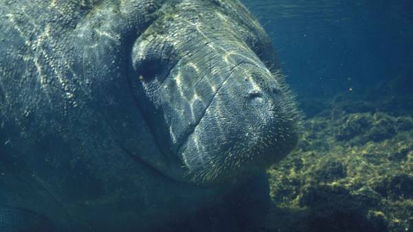 Wildlife officials approve manatee protections