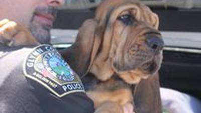 Bloodhound puppy joins Glynn County Police Department