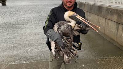 Pelican rescued in Fernandina Beach, suffers serious injuries
