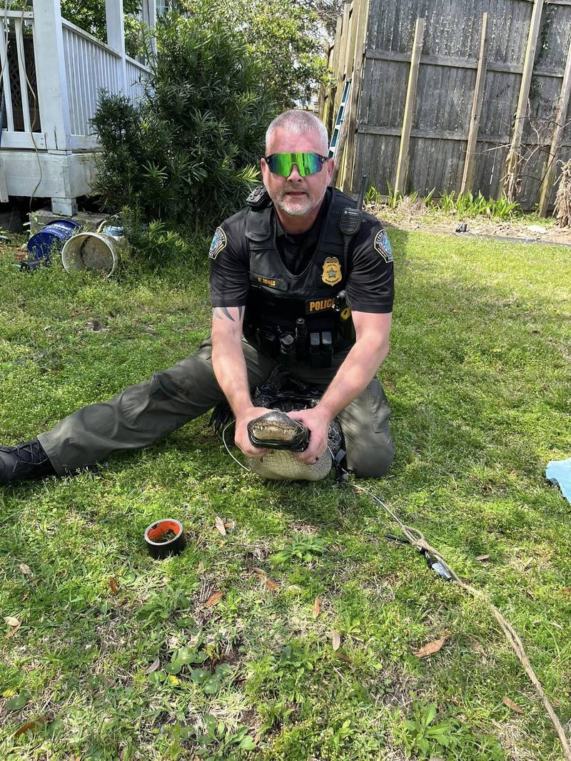 Officer Kevin Jones with the Glynn County Police Department poses with the gator he helped safely remove.