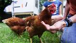 What are the rules and regulations to keeping backyard chickens in Jacksonville?
