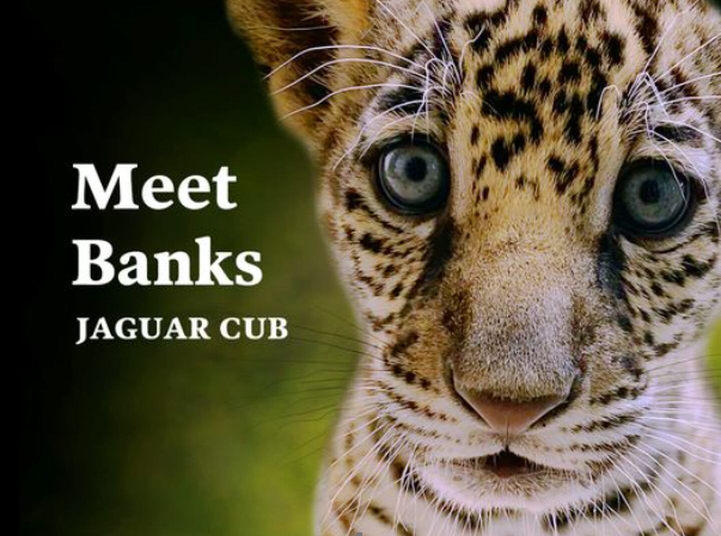 Jacksonville Zoo and Gardens has announced the name for their new jaguar cub.