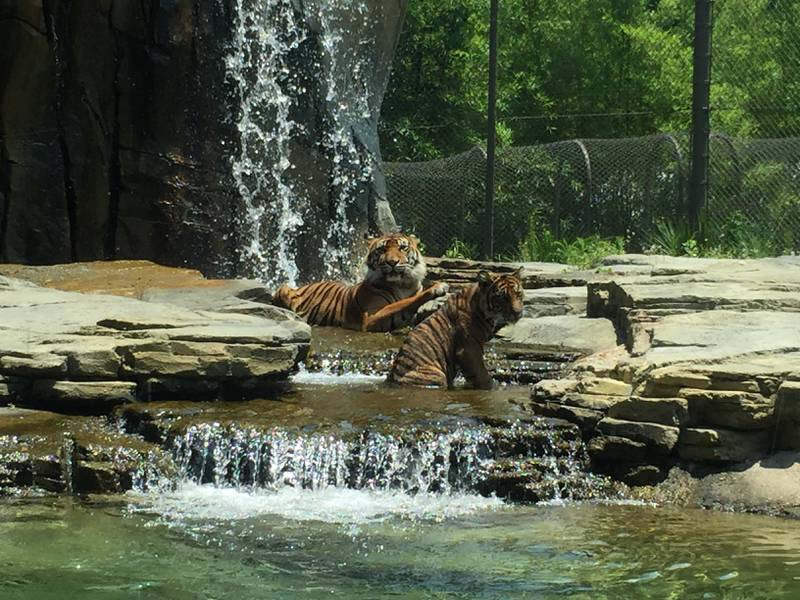 The Jacksonville Zoo and Gardens is mourning the death of its Sumatran tiger Lucy.