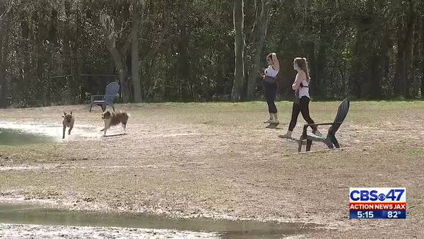 Dog owners ‘devasted’ to see closing of popular Dog Wood Park on Jacksonville’s southside