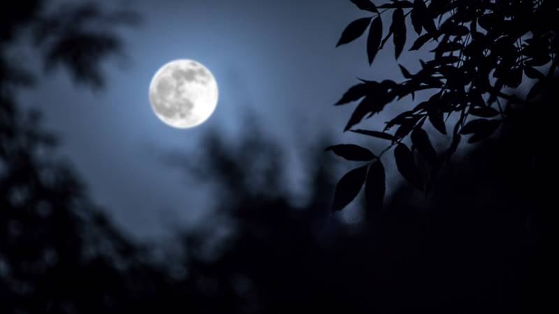 Night landscape of sky and super moon with bright moonlight behind silhouette of tree branch. Serenity nature background. Outdoors at nighttime. Selective focus