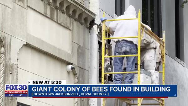Giant colony of bees found in building