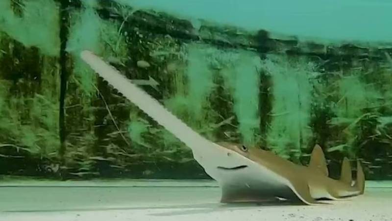The smalltooth sawfish pups were born on July 11.