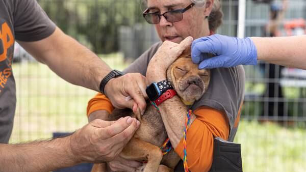 ASPCA helps Union County deputies rescue more than 50 dogs, cats from ‘filthy conditions’