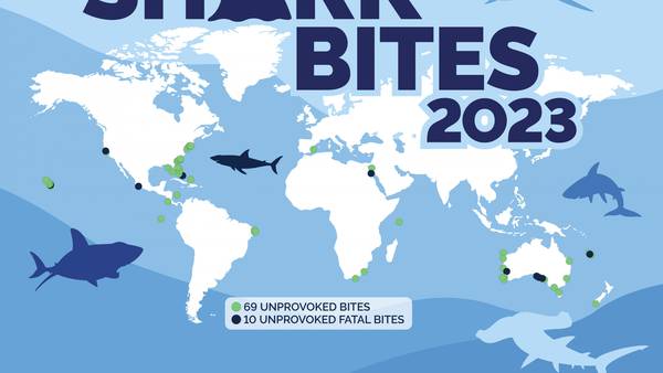Global shark attack trends in 2023: Consistent pattern with increased fatalities, new report states
