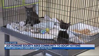 Jacksonville Humane Society sees uptick of kittens in shelter
