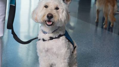 The JAXPaws program exists to help ease passengers' stress while traveling