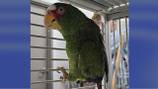 Salty-tongued parrot named Pepper looking for home