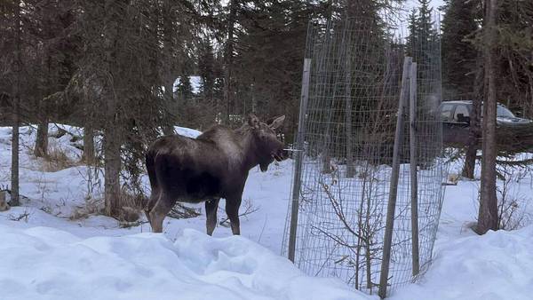 Photos: Firefighters tote trapped moose from Alaskan basement