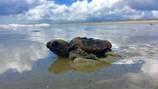 Cumberland Island National Seashore seeks public input on proposed land exchanges