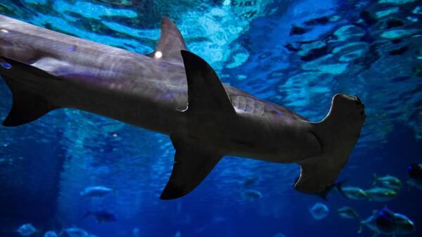 SeaWorld Orlando offering VIP access to sharks for Shark Week