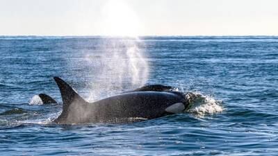 Orcas attack, sink sailing yacht in Strait of Gibraltar