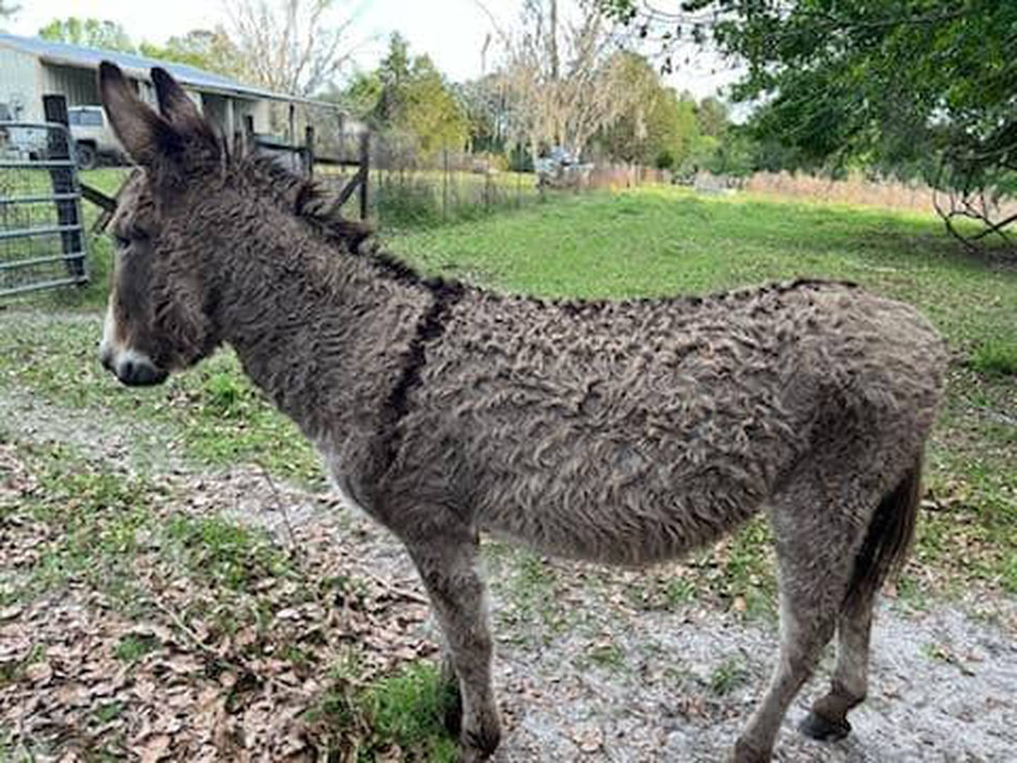 The donkey was found near Moore Road.