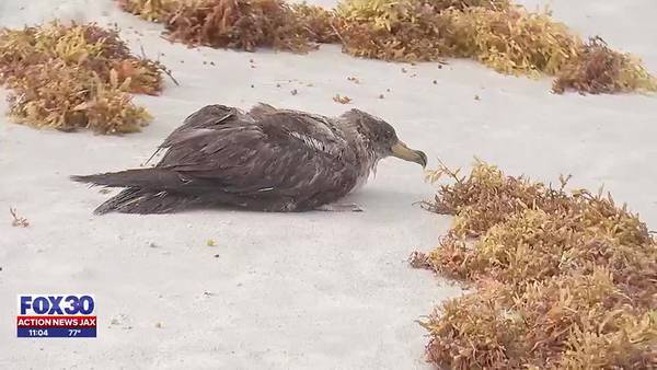 Wildlife experts investigating birds washing up on shore