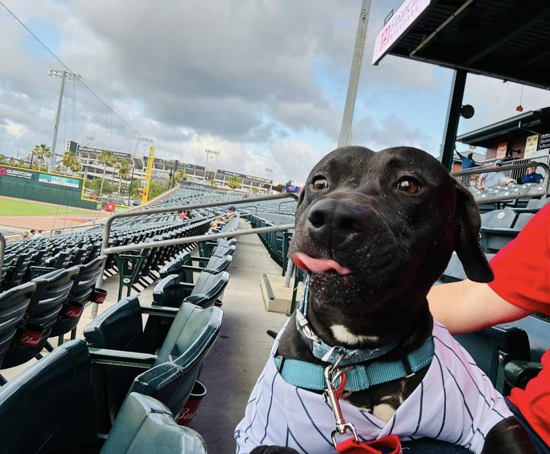 I mean, is this pup enjoying the game or what?