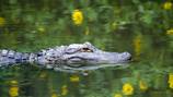 Florida pushes Federal court to overturn halted wetlands permitting ruling, citing ‘disastrous consequences’