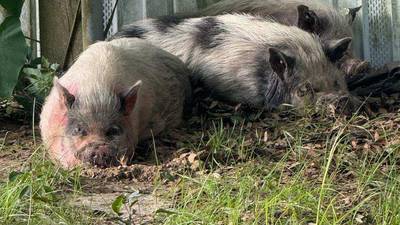 Are these your pot bellied pigs found in Columbia County?